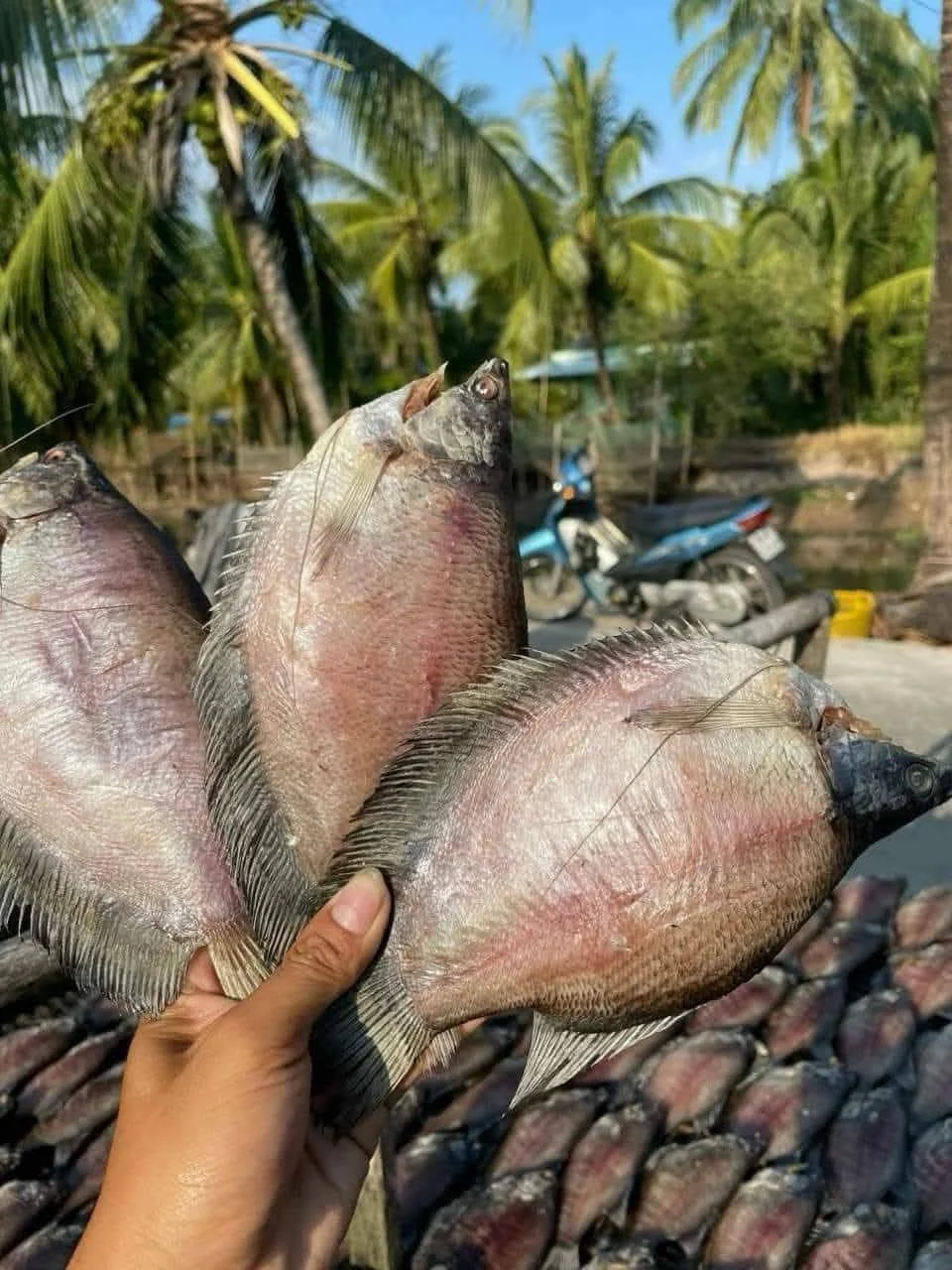 KHÔ CÁ SHIP XUYÊN BANG
