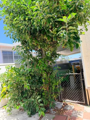 Bán Mobile Home 3 Phòng Ngủ Ở Santa Ana CA - Housing / Room for Rent in Santa Ana, CA, US